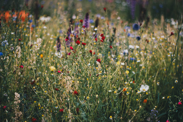 Birth Month Flowers: A fragrant tradition for every month of the year 🌸